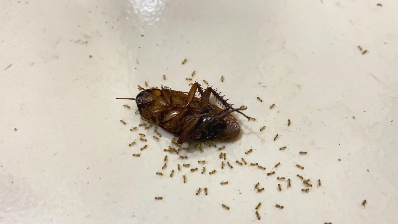 Cockroach insect consumed eaten by ants, nature cycle of life up-close