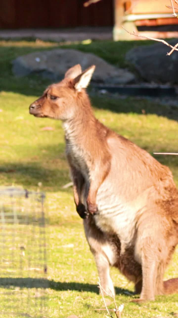 un canguro explorando su recinto en el zoológico de melbourne