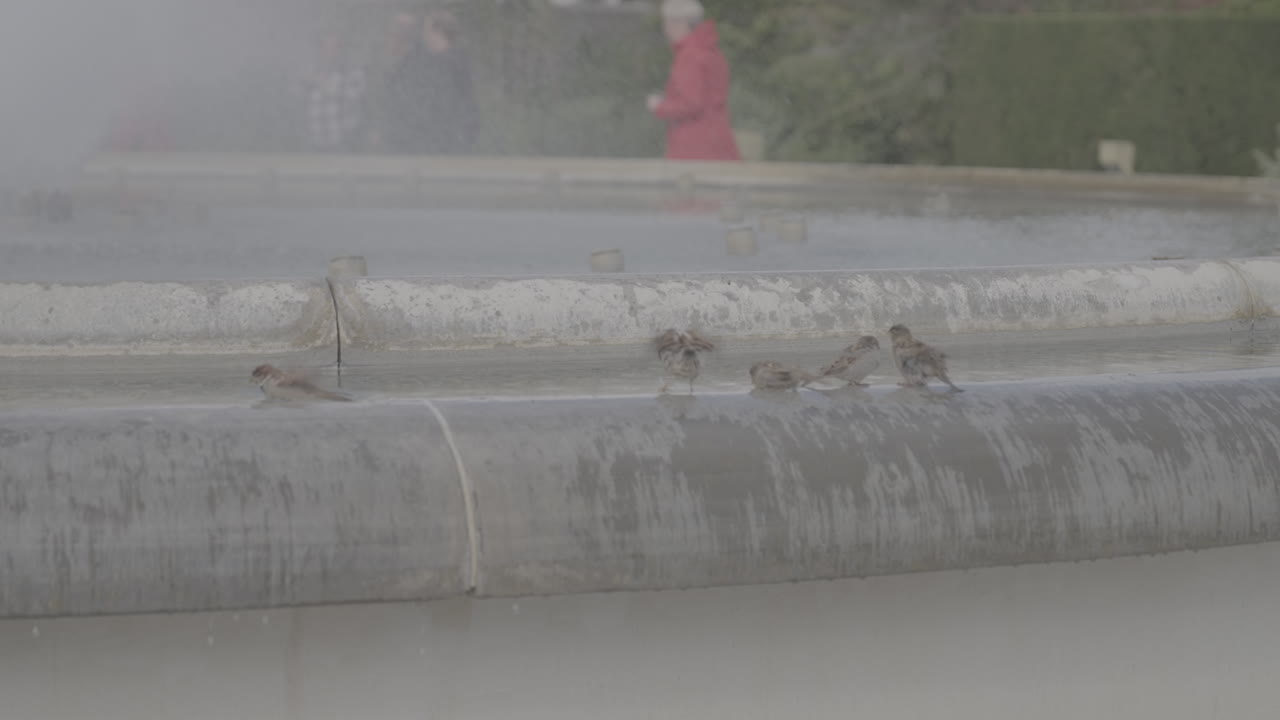 Close up of a birds sitting and washing themselves on a fountain in slowmotion LOG