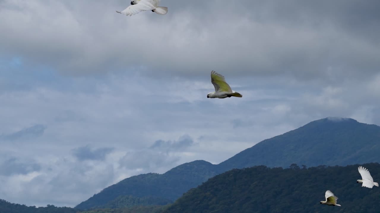 Sulphur-crested cockatoos soar above lush greenery