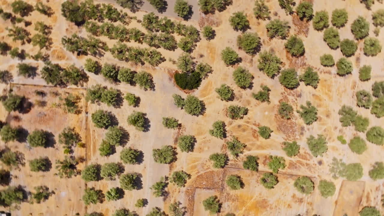 Top down drone shot rotating above olive trees, sunny day in rural Greece