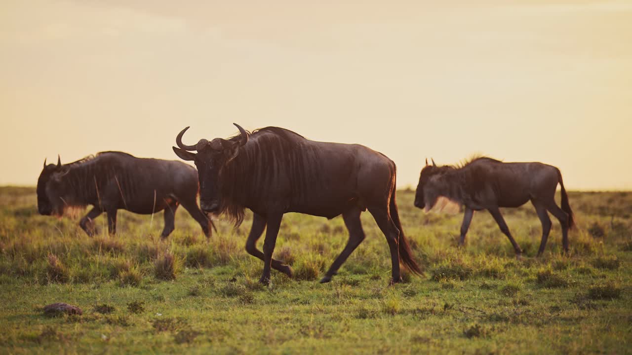 Slow Motion of Wildebeest Herd Walking, Great Migration in Africa in Savanna Plains Landscape Scenery in Beautiful Golden Hour Sunlight Light in Savannah from Masai Mara Kenya to Serengeti Tanzania