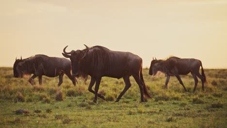 movimiento lento de la manada de ñus caminando, la gran migración en áfrica en las llanuras de la sabana paisaje paisaje en la hermosa hora dorada luz del sol luz en la sabana de masai mara kenia a serengeti tanzania