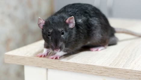 animal domestic gray rat close-up