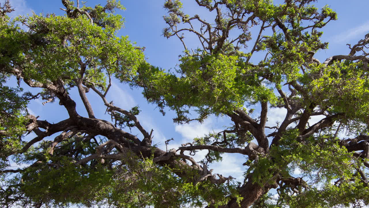 аргановое дерево близко 00