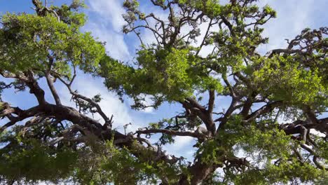 árbol de argán cerca 00