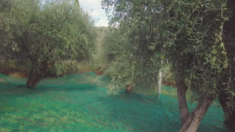 cultivo ecológico de olivos. agricultura de aceitunas. comida mediterránea