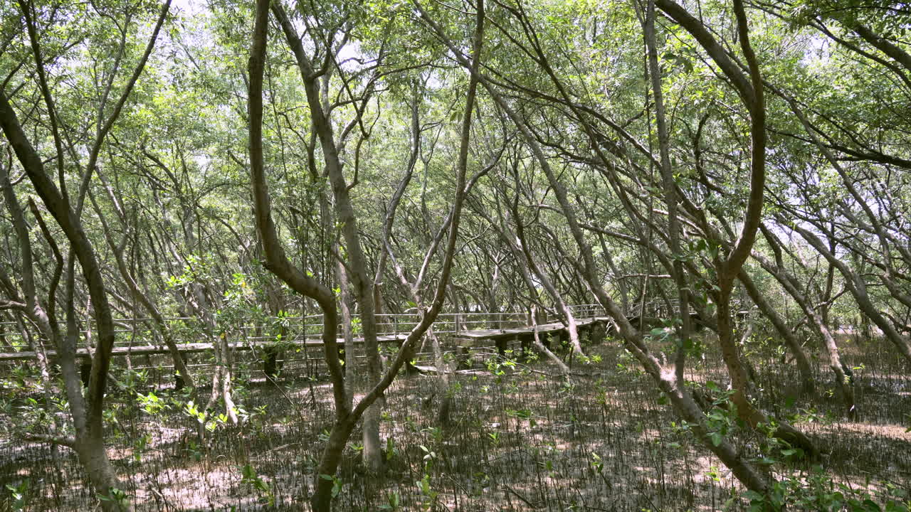 tomando una foto de un árbol de manglar tomado desde abajo, mostrando el enorme tronco, ramas y hojas, ubicado en el área recreativa de bangphu en samut prakan, en tailandia