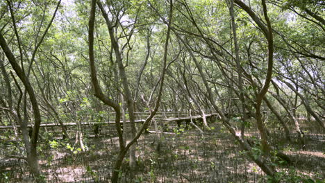 Taking-a-shot-of-a-mangrove-tree-taken-from-below,-showing-the-huge-trunk,-branches-and-leaves,-located-at-Bangphu-Recreational-Area-in-Samut-Prakan,-in-Thailand