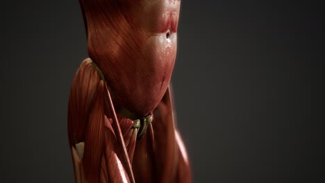 sistema muscular de animación del cuerpo humano