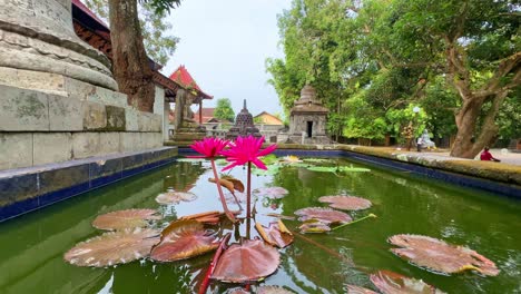 Red-lotus-flowers-grow-above-the-pond-in-the-Mendut-temple-area,-Central-Java