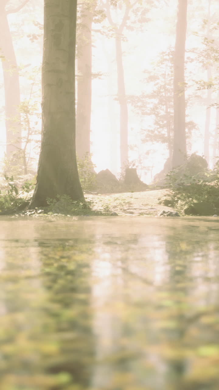 Tranquil forest landscape with gentle sunlight illuminating wet ground