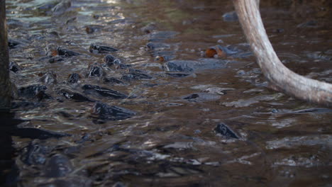 Karpfenfische-Fressen-An-Der-Wasseroberfläche