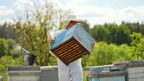 beekeeper works with wooden hives in summer day. many bees flying on the apiary. apiarist carrying hives on bee farm among nature.