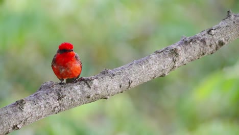 vibrante plumaje rojo brillante, papamoscas escarlata, pirocefalus rubinus posado en la rama de un árbol contra un hermoso fondo de follaje, alertado por los sonidos circundantes en los humedales de ibera, reservas pantanales