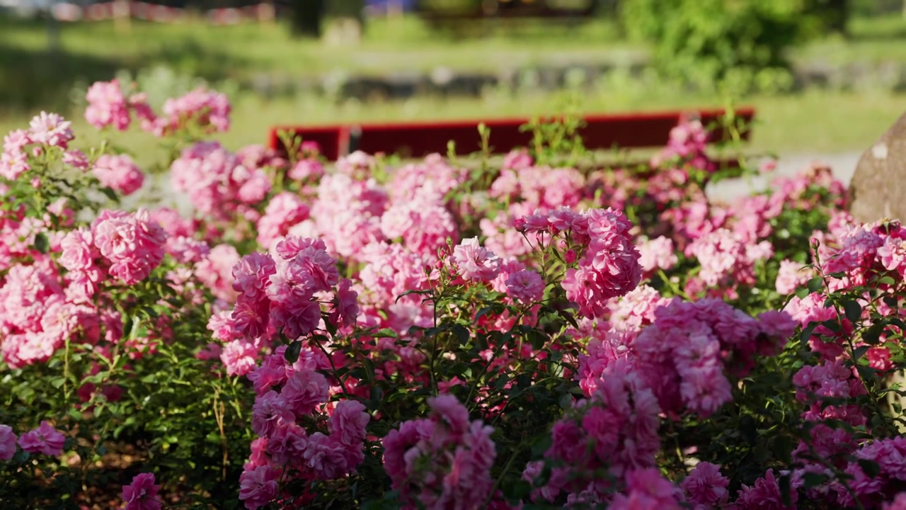 Lush pink rose bushes glowing in golden sunlight in park setting, garden, Weesen, Walensee, Switzerland.