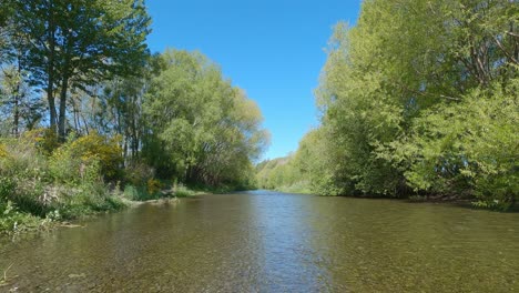 shallow river flows gently past beautiful springtime willow trees as birds dart about (selwyn river, new zealand)
