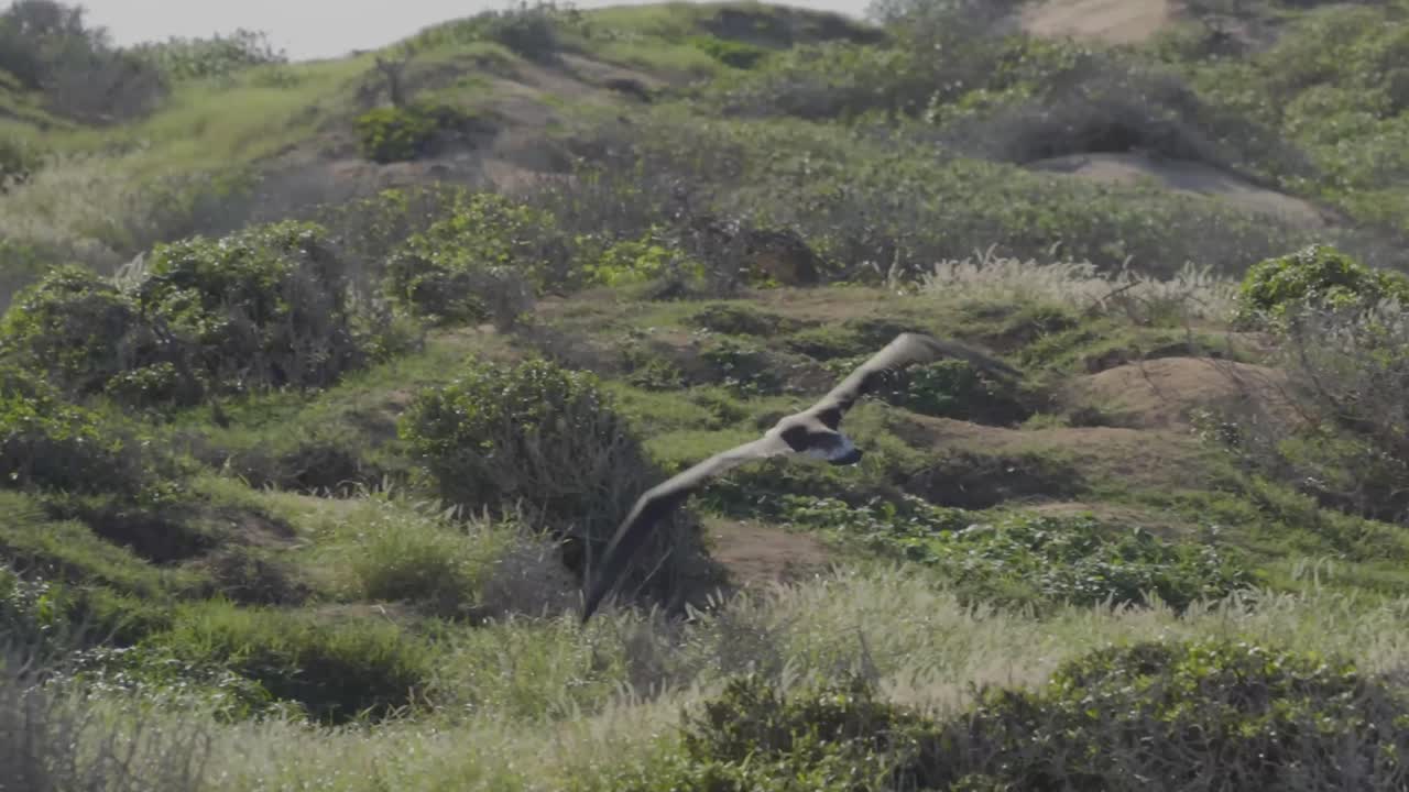 A seabird launches into flight across dense coastal vegetation in Hawaii, wings extended over the lush green terrain.