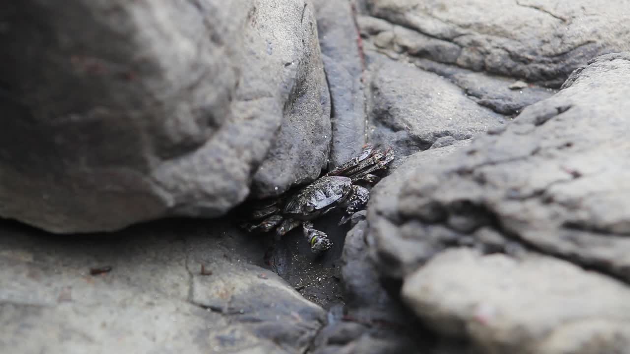 cerca de un cangrejo lindo que sale de las rocas en una orilla costera de una playa australiana