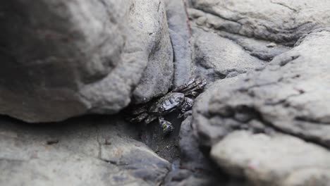 Nahaufnahme-Einer-Niedlichen-Krabbe,-Die-Aus-Den-Felsen-An-Der-Küste-Eines-Australischen-Strandes-Kommt