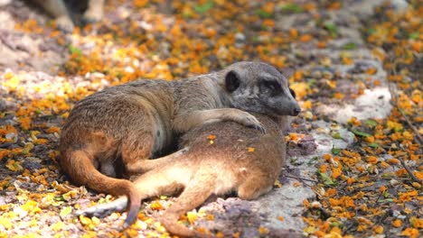 suricata seated on the ground holding its back against wall thinking of something