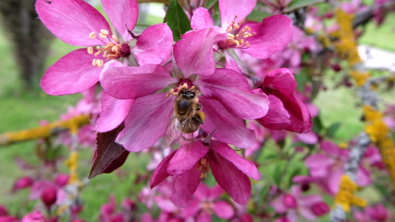 Close up of a tree branch with pink flowers in full bloom in the park