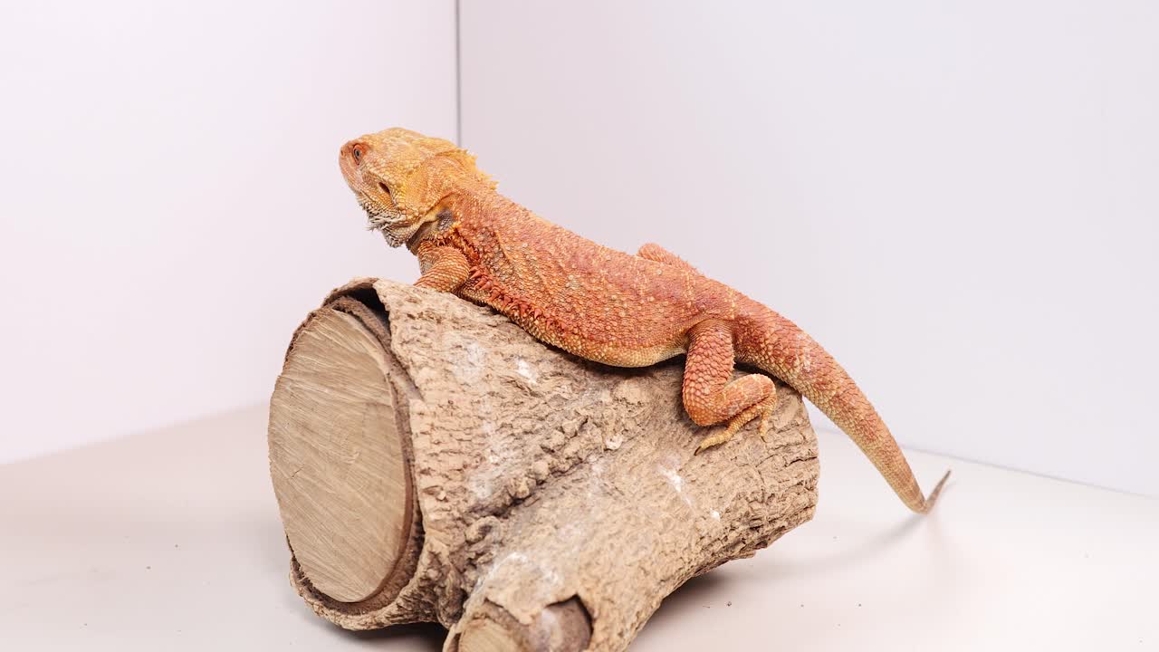 A bearded dragon sits calmly on a wooden log in a well-lit studio setting, showcasing its vibrant colors
