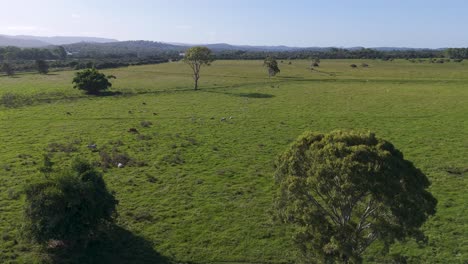 expansive green fields with scattered trees