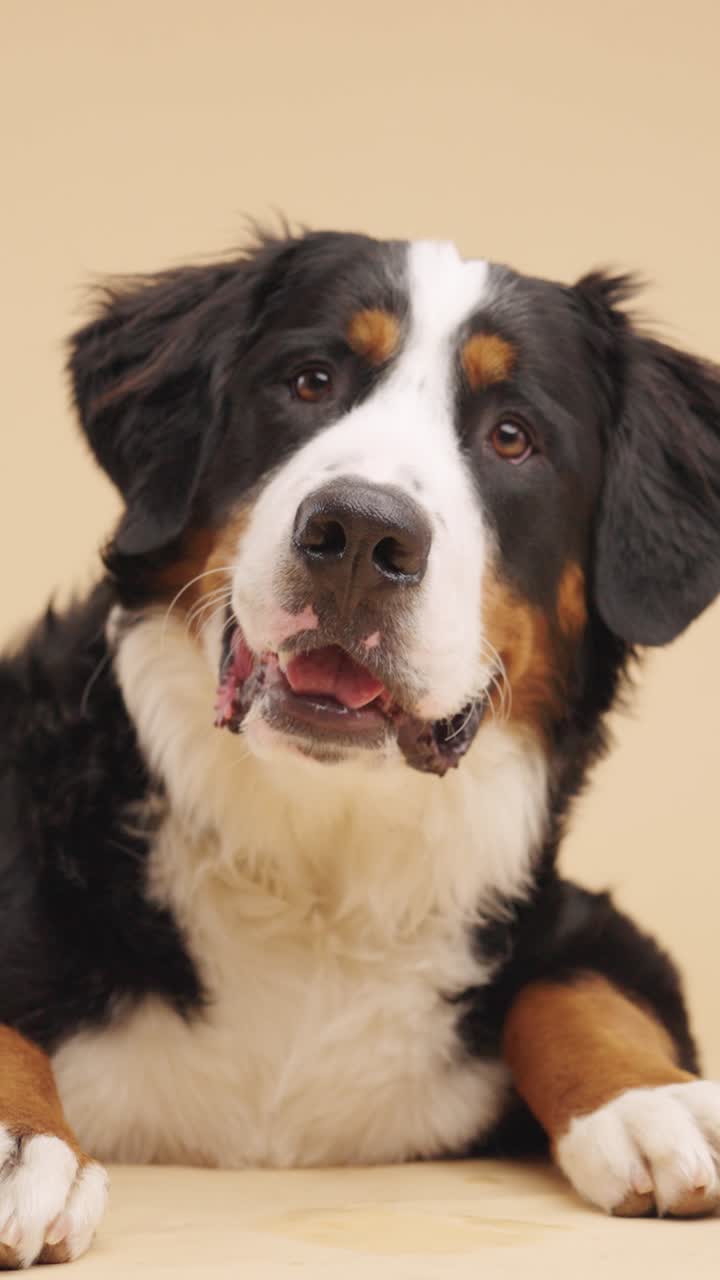 Bernese Mountain Dog Portrait