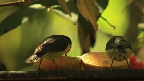 tropical birds in the brazilian savanna eat from a fruit feeder stand