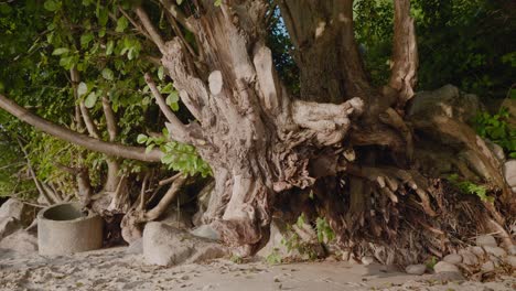 Alter-Gefällter-Baum-Am-Strand-Von-Knäbäckshusen-In-Südschweden-Skåne,-Handgeführte-Weitwinkelaufnahme