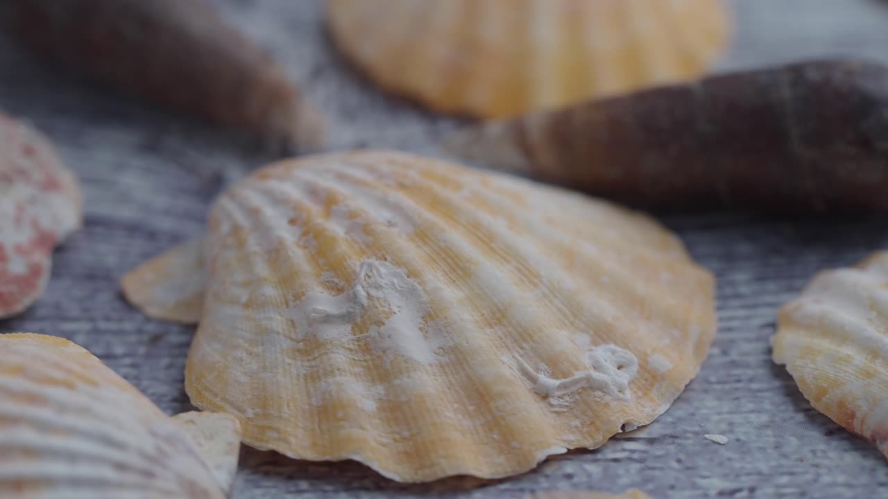 colección de conchas marinas