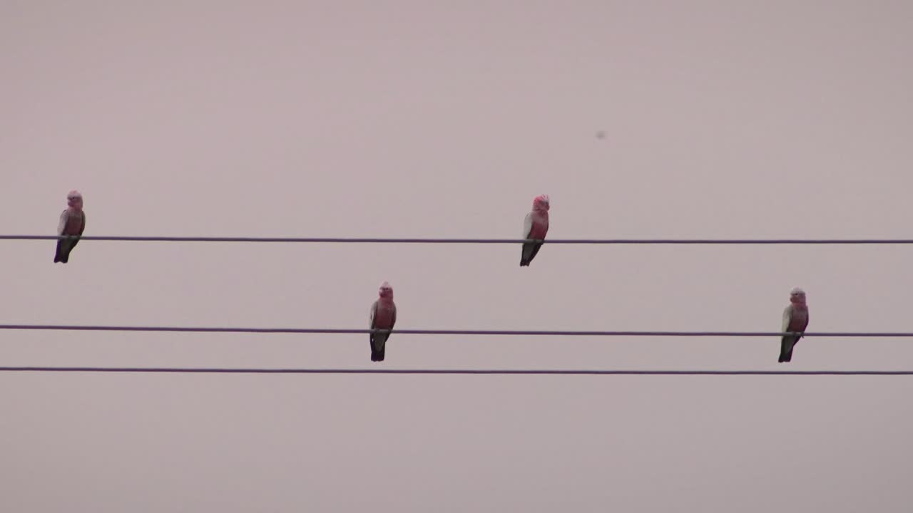 Galah Birds Perched On Powerlines, Close Up, Sunset Dusk, Maffra, Gippsland, Victoria, Australia
