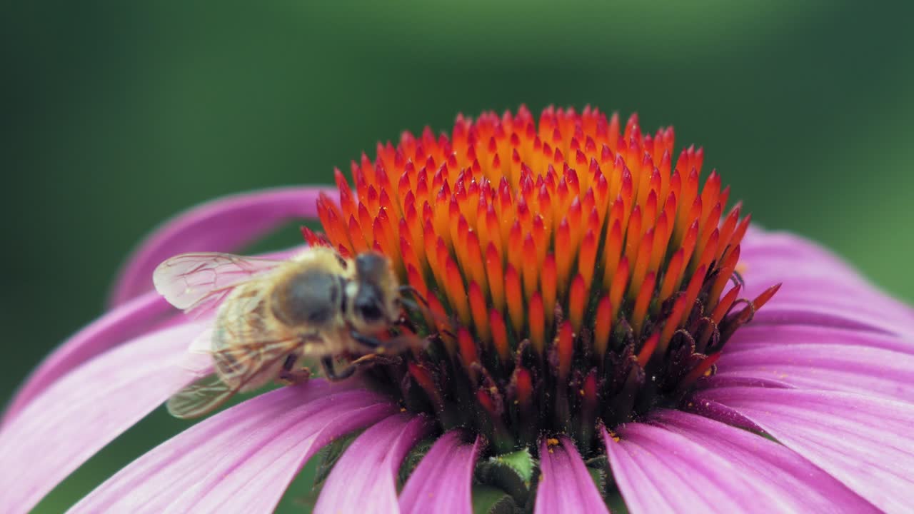 abeja melífera recolecta polen de una flor de cono púrpura y naranja