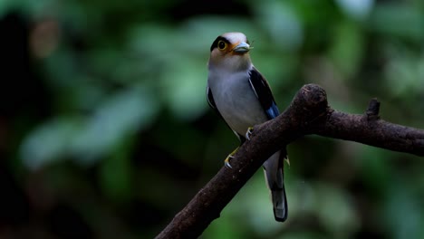 A-male-ready-to-deliver-looking-around-while-perched-on-a-branch-and-then-flies-away,-Silver-breasted-Broadbill,-Serilophus-lunatus,-Kaeng-Krachan-national-Park,-Thailand