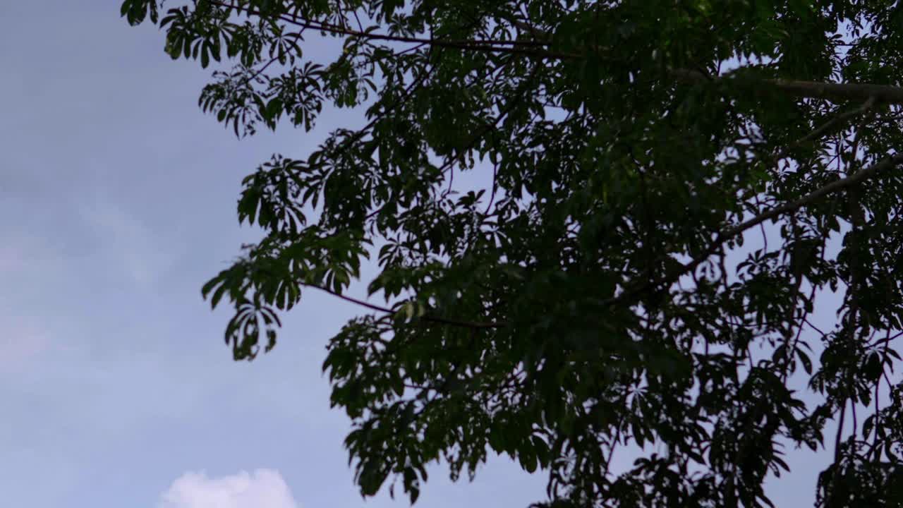 마야 문화: 팔렌케 치아파스 (palenque chiapas, 멕시코) 의 위대한 궁전