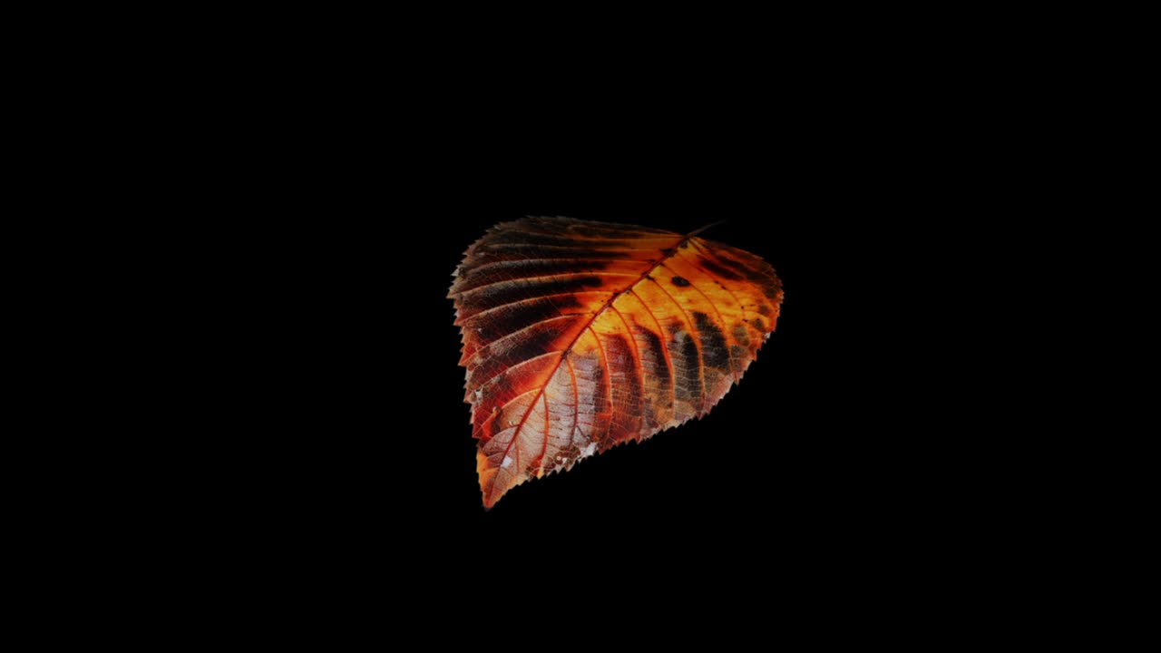 A single, detailed autumn leaf in shades of orange and yellow rotates in a seamless loop. Isolated on a black background with alpha channel for easy compositing. Seasonal or nature concept
