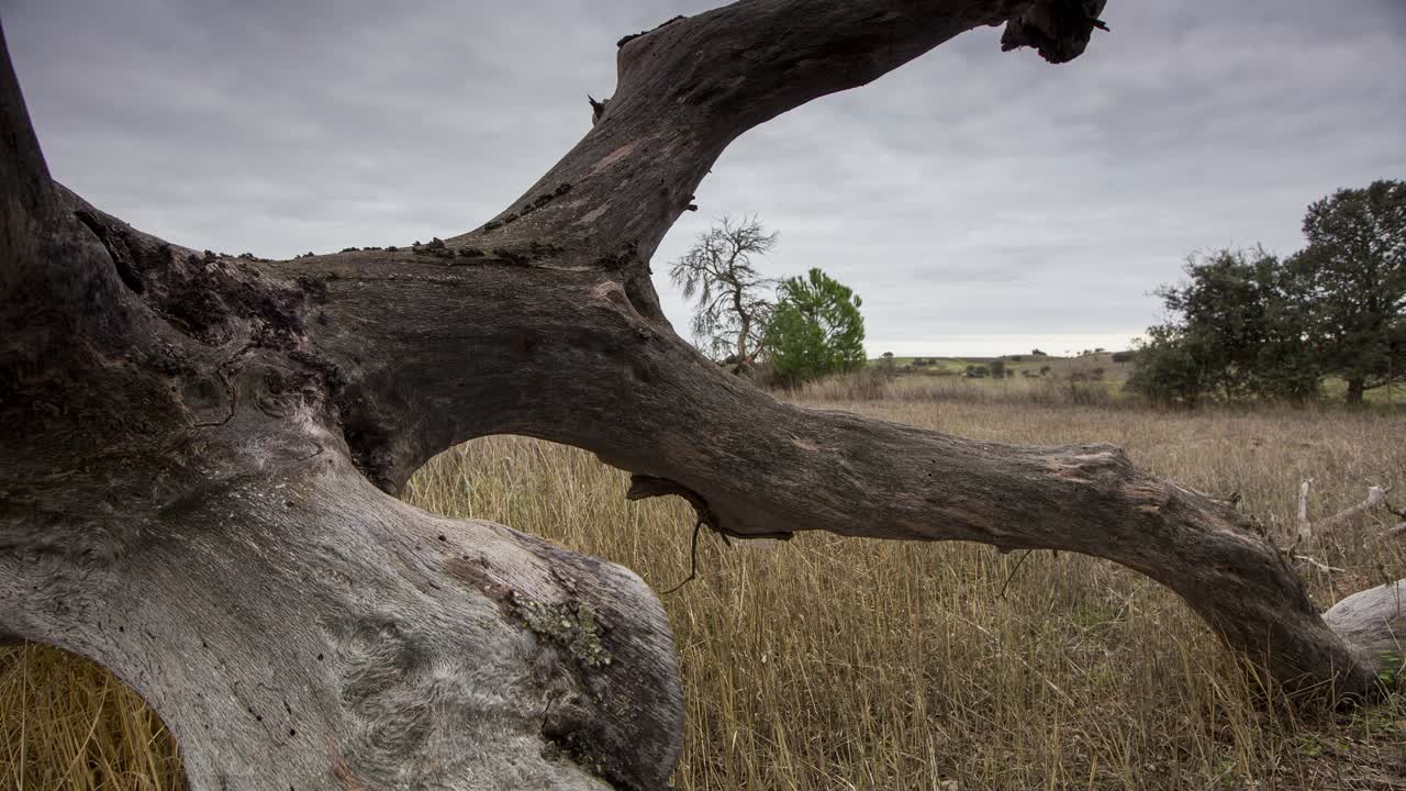 árbol muerto y día nublado