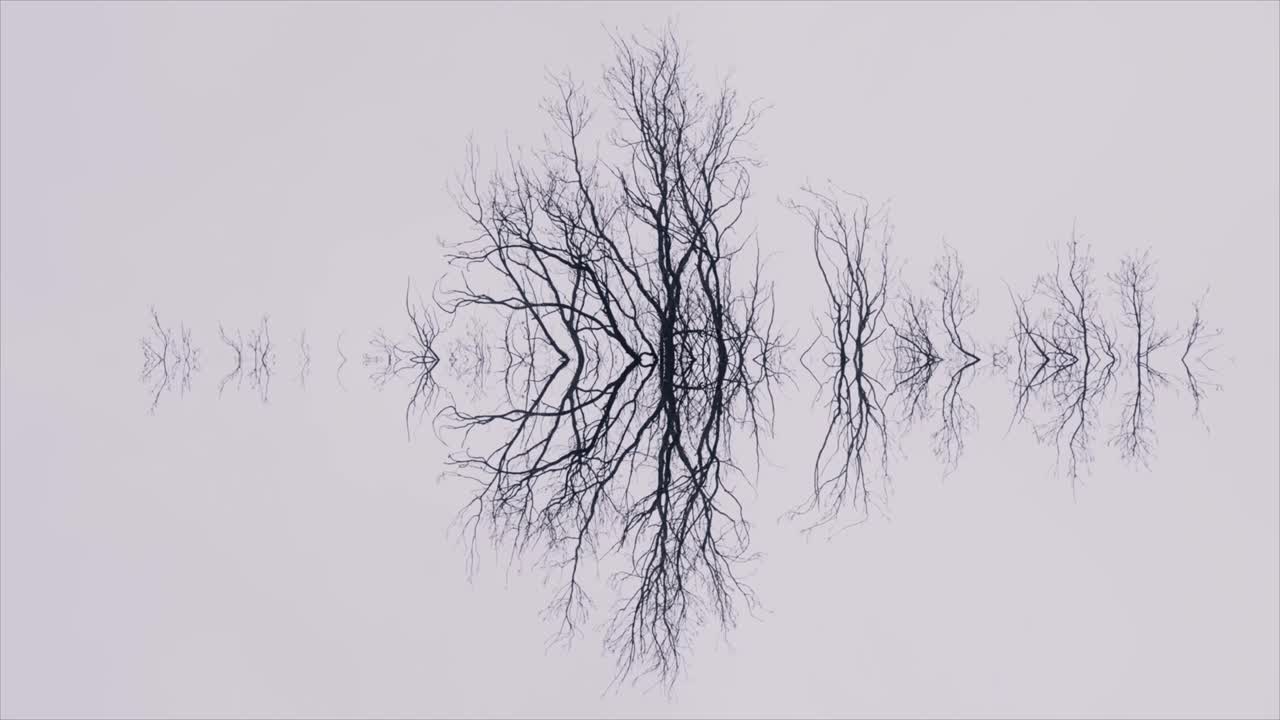 Abstract Reflection of Bare Tree Branches Creating a Symmetrical Pattern