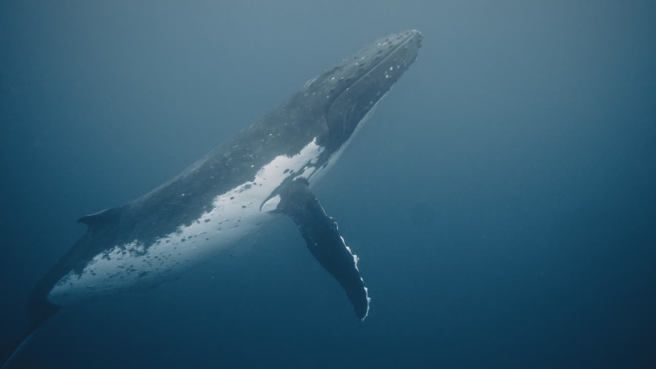Humpback whale arches body showing white underbelly as it rises to surface