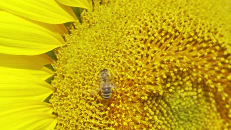 close-up of a vibrant yellow sunflower with a bee, set against a bright summer