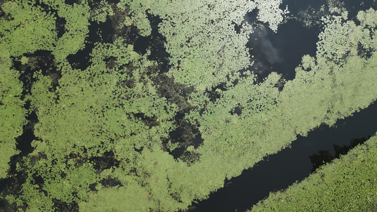 Drone top down orbit above water surface covered with dense invasive water chestnut plants