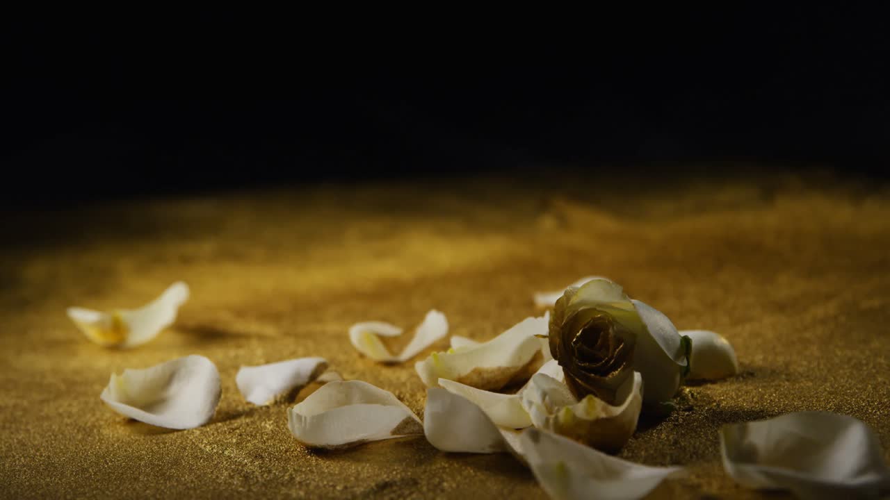 rosa blanca y pétalos esparcidos en el brillo 4k