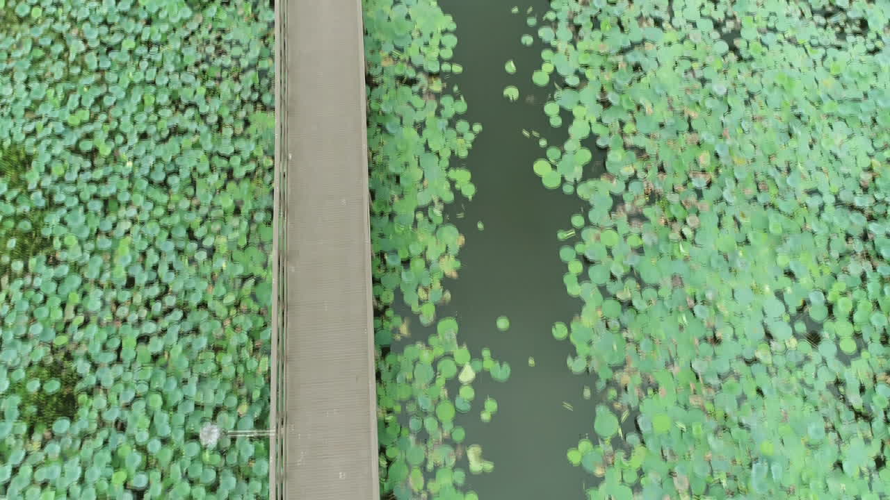 sobrevuelo del pantano de manglares