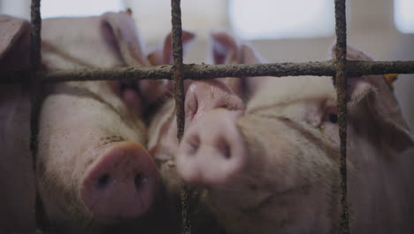 pigs in a farm pen