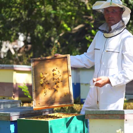 apiarist in the bee garden. beekeeper in protective suit opens the hive and shaking bees from the wooden cover. apiculturist checks bee in apiary on a warm summer day