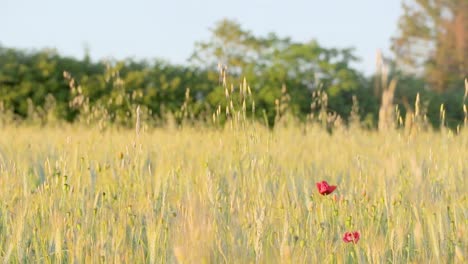 Sola-Amapola-En-Campo-De-Trigo