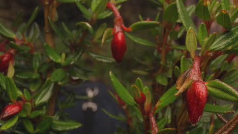 forest and vegetation, flowers close up