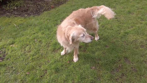 Perro-Golden-Retriever-Disfrutando-Jugando-En-El-Jardín