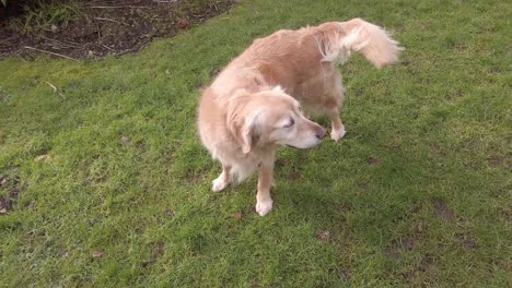 golden retriever dog enjoying playing in the garden